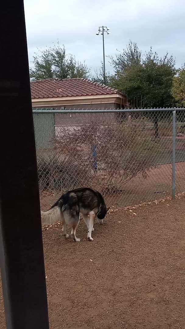 Nicolai's Para Dog Park - Image 2