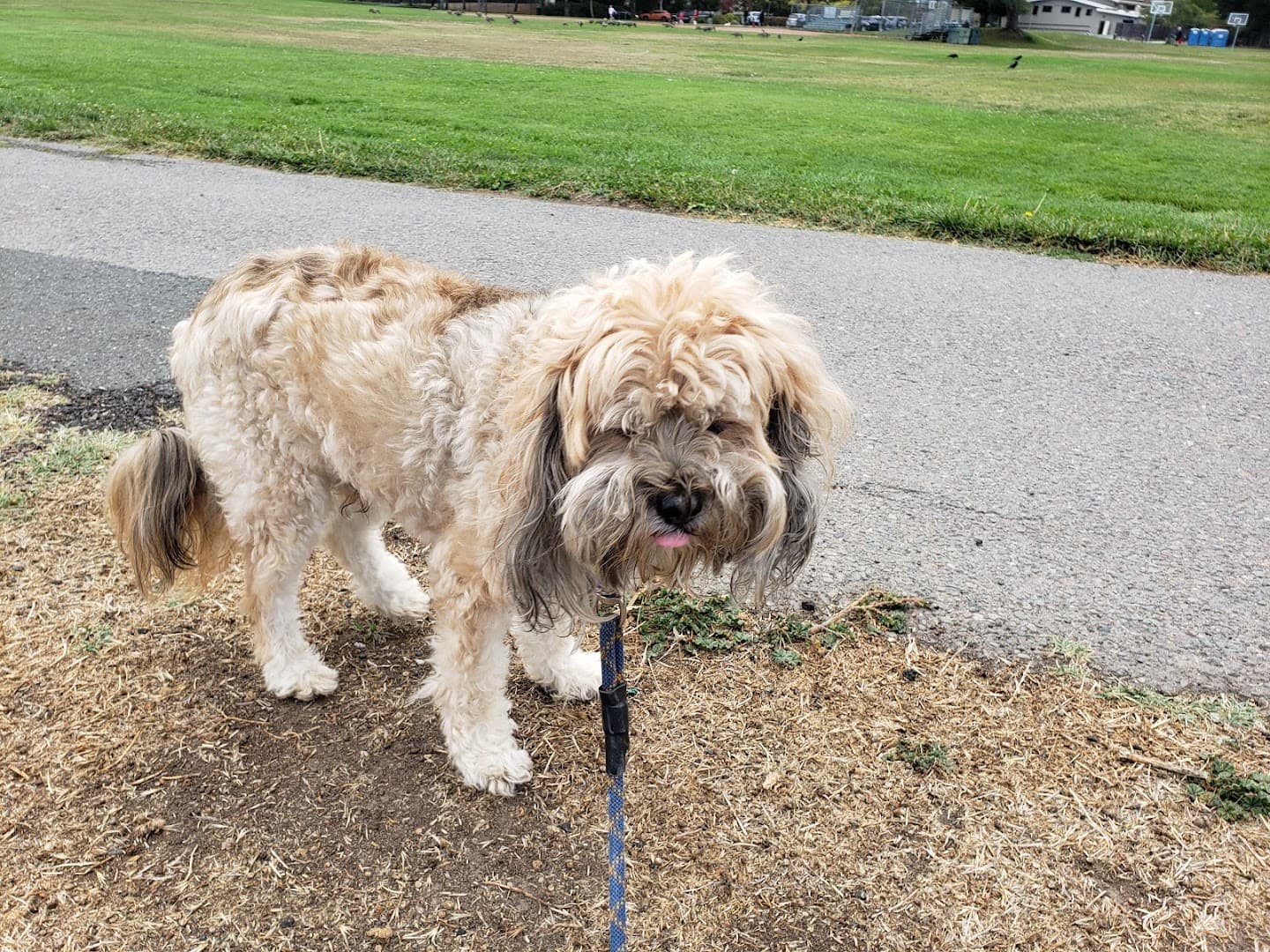 Corte Madera Dog Park