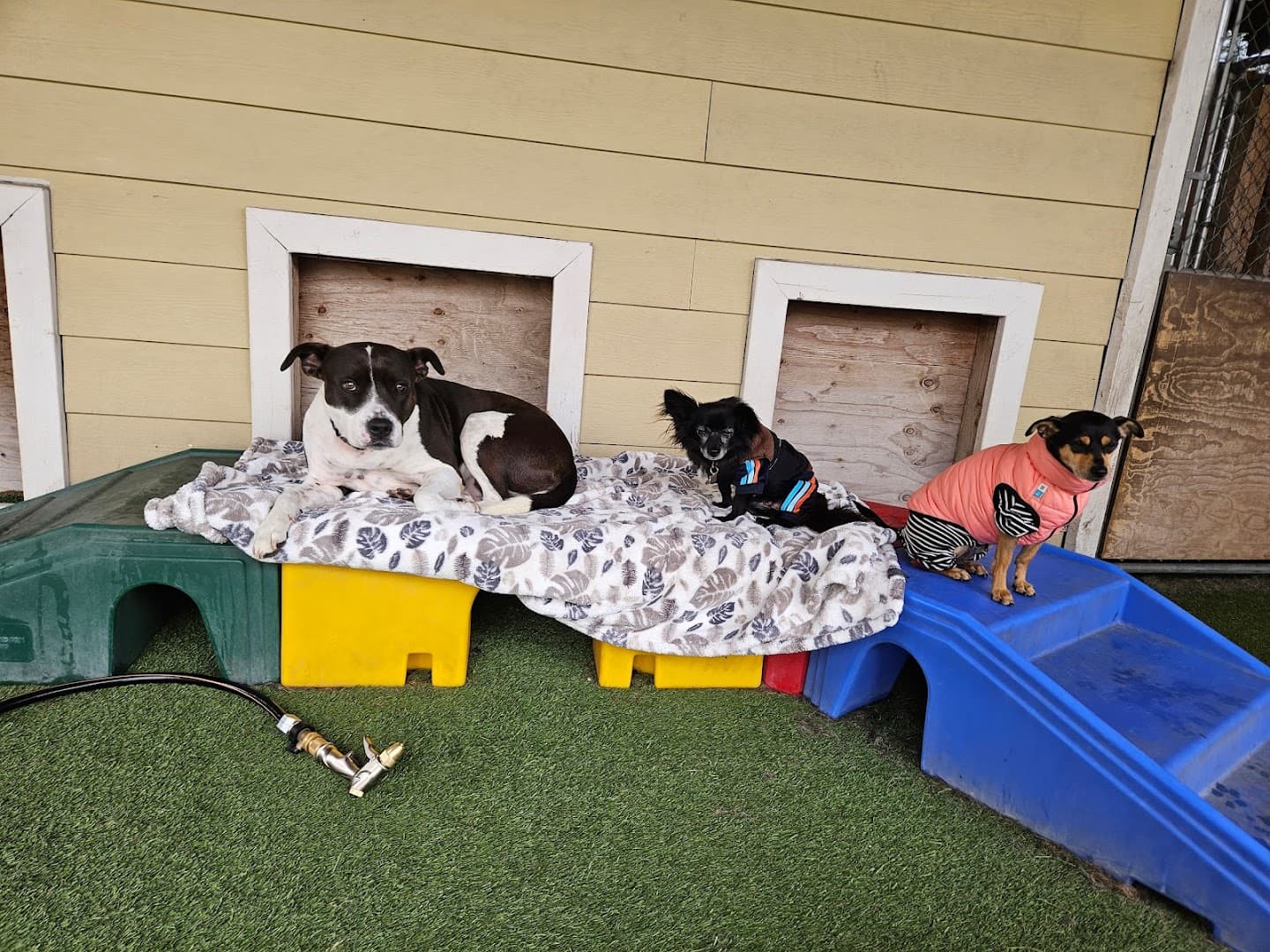 Park-A-Pup San Rafael - Image 2