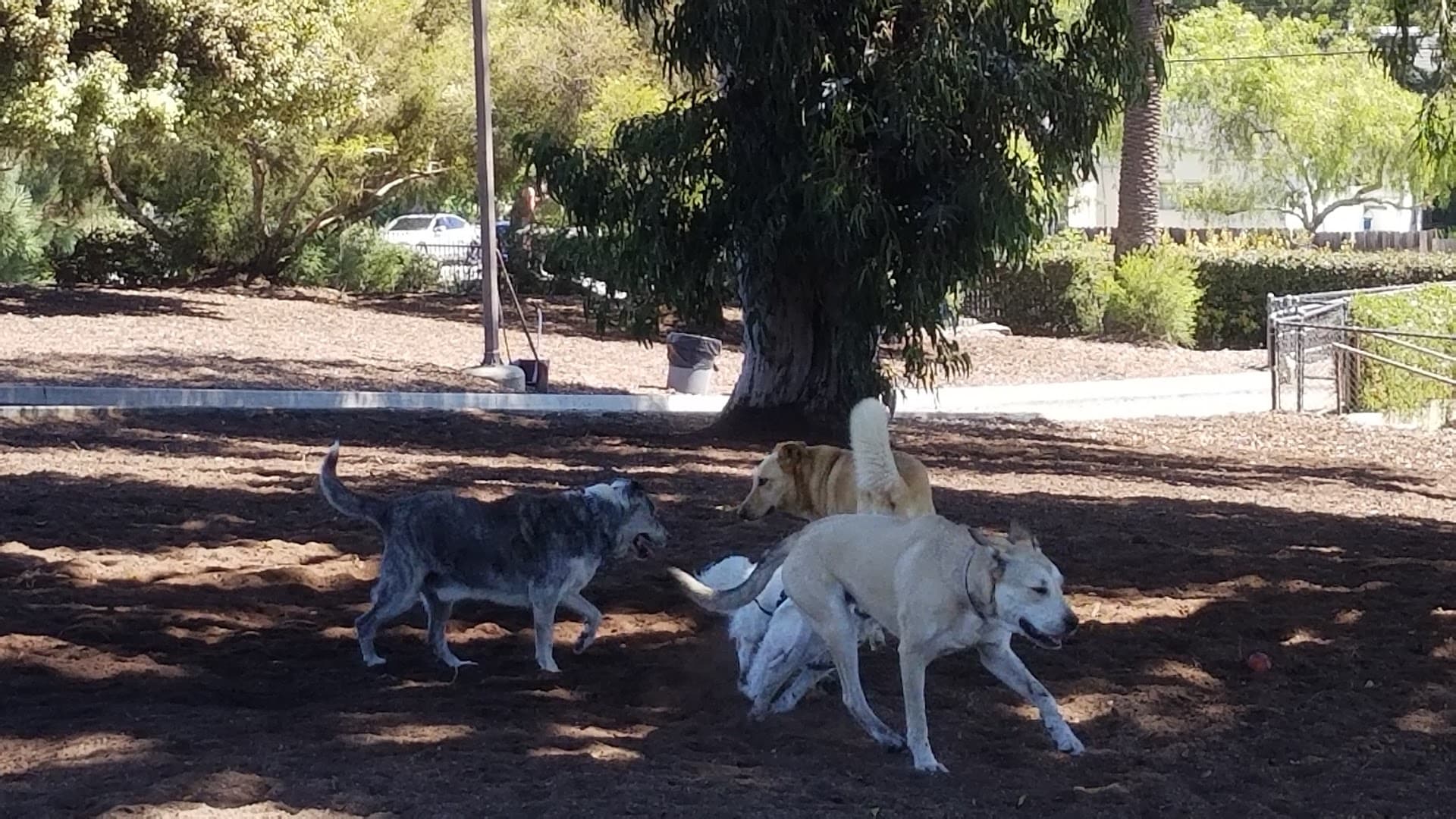 Herb Katz Dog Park - Image 1
